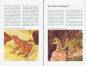 Preview: Harlekinfrösche der Gattung Atelopus